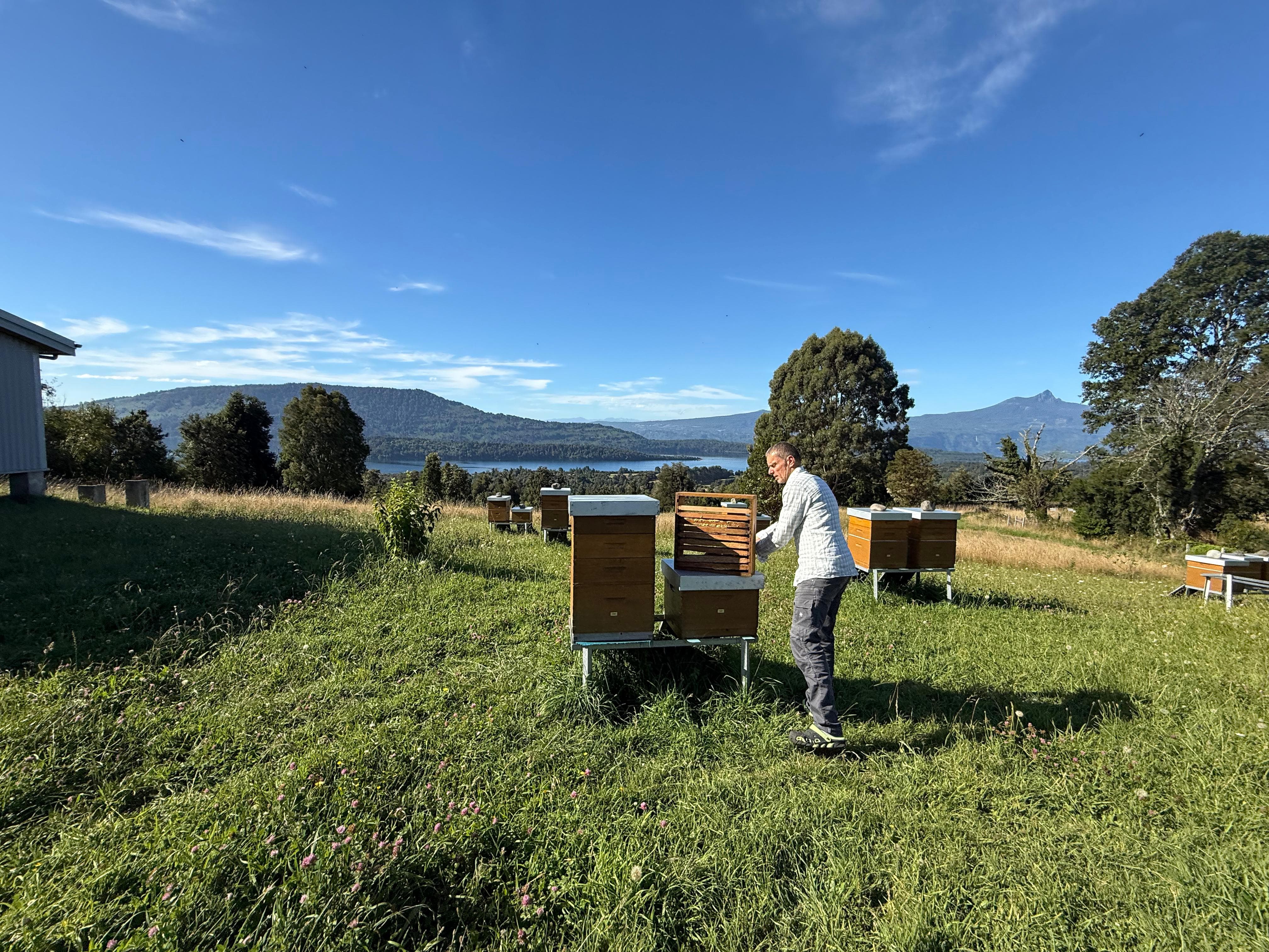 Chilean beekeepers