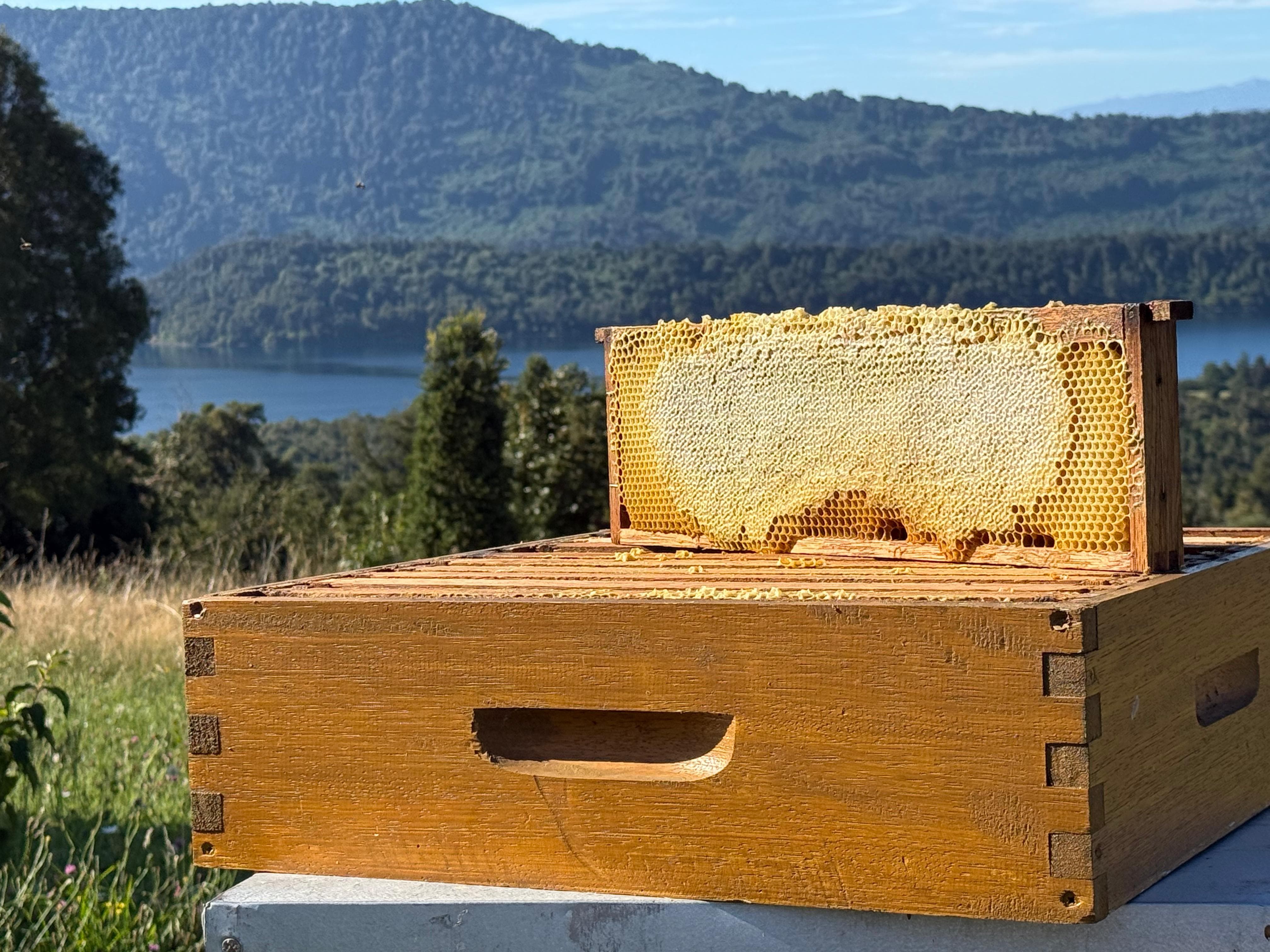 Patagonian landscape and honey