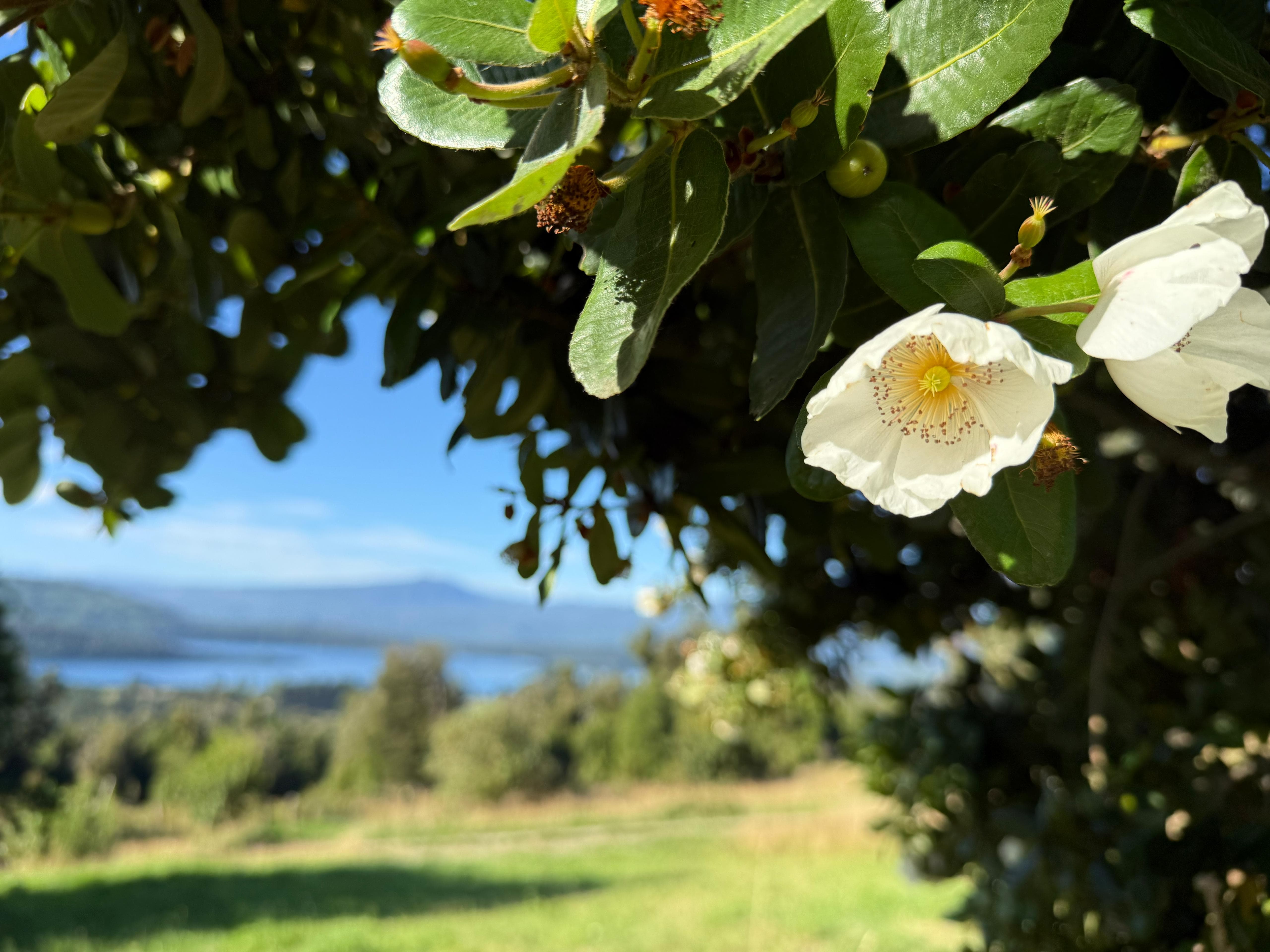 Patagonian landscape and honey